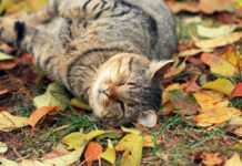 Почему кошка лысеет?