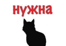 Для чего нужна передержка кошек