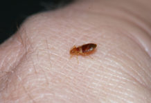 Как уничтожить блох в доме?