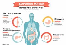 Лечебные свойства Боровой матки