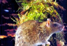 ГРЫЗУНЫ:САМЫЕ ОПАСНЫЕ ВРЕДИТЕЛИ В МИРЕ