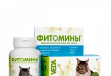 Витамины и минеральные добавки для кошек: нужны ли они?