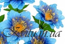 Непревзойденное очарование и волшебная красота цветов