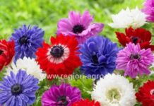 Луковичные цветы: особенности выращивания и ухода