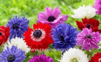 Луковичные цветы: особенности выращивания и ухода