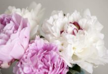 Пион: признанный красавец в царстве цветов