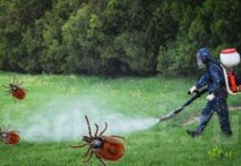 Уничтожение клещей – кого и как уничтожать?