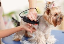 Какие инструменты нужны для грумера?