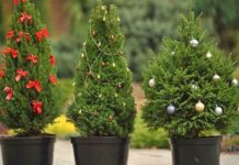 Живая ёлка в горшке: как сохранить до посадки?