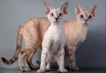 Особенности породы Девон рекс