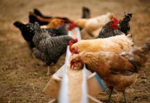 Из чего состоит комбикорм для несушек?