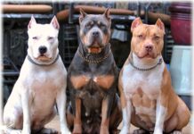 Бойцовые собаки