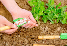 Удобрения для сада: как правильно выбрать и использовать подкормку