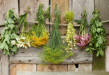 Чем полезны лекарственные травы?