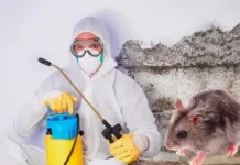Все о дератизации. Виды. Требования. Меры безопасности.