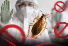 Как безопасно избавиться от насекомых?