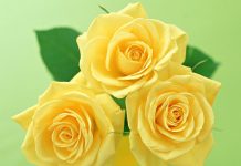 Почему розы – самые популярные цветы в мире?
