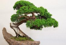 Дерево Бонсай: уход