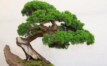 Дерево Бонсай: уход