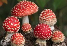 Мухомор: полезные свойства гриба, сбор и заготовка