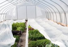 Спанбонд 60 г/м2 и его применение на дачном участке