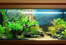 Основные принципы обслуживания аквариумов: уход, кормление и установка баланса воды