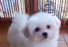 Щенки мальтезе: нежные и забавные малыши для вашей семьи