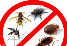 Уничтожение насекомых: эффективные методы и средства