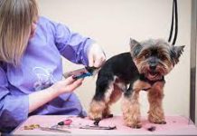 Интернет магазин для грумеров — все необходимое для ухода за питомцами