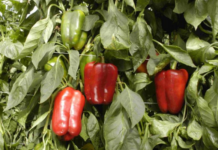 Сладкий перец ОМБРОНЕ F1: высокоурожайный гибрид с темно-красными плодами