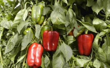 Сладкий перец ОМБРОНЕ F1: высокоурожайный гибрид с темно-красными плодами