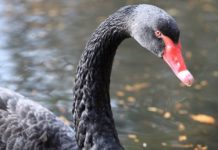 Черного лебедя по кличке Терминатор выслали из города за агрессивность