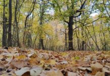 9 октября пензенцев ждет пасмурный, но теплый день