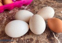 Нужно ли мыть яйца, перед тем как разбить?