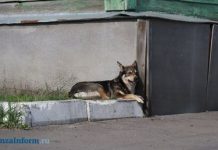 В регионе неблагополучными по бешенству стали 2 населенных пункта