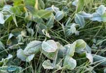 В ночь на 15 октября в Пензенской области ожидаются заморозки