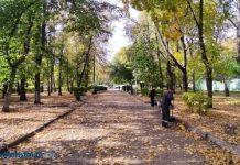 В сквере Дзержинского могут вырубить до сотни деревьев