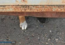 В Пензенской области выявили новый очаг бешенства