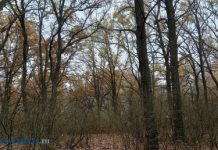 2 ноября отмечается Артемьев день