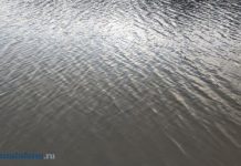 Рыбак отпустил гигантского мудрого сома и лишился рекорда