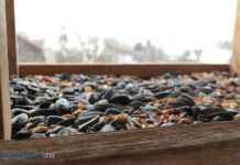 12 ноября — Синичкин день