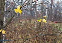 Пропавший житель поселка Лунино найден мертвым