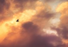 Ученые решили провести пугающую манипуляцию с Солнцем