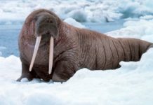 24 ноября отмечается День моржа