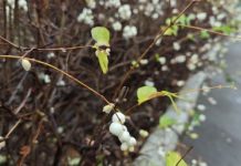 29 ноября в Пензенской области будет пасмурно и туманно