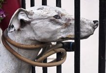 10 декабря вспомним о правах человека и животных