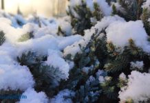 В Пензенской области 11 декабря снова пойдет снег