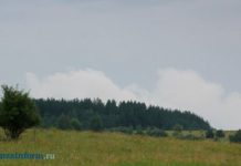 Трое жителей области вырастили коноплю в лесу