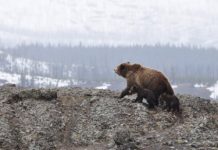 13 декабря — День медведя