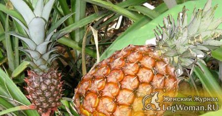 Ананас Ананас